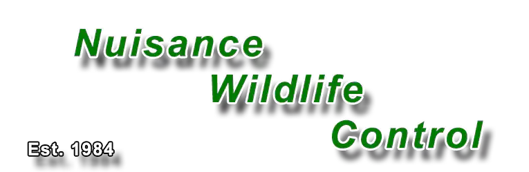 Nuisance Wildlife Control