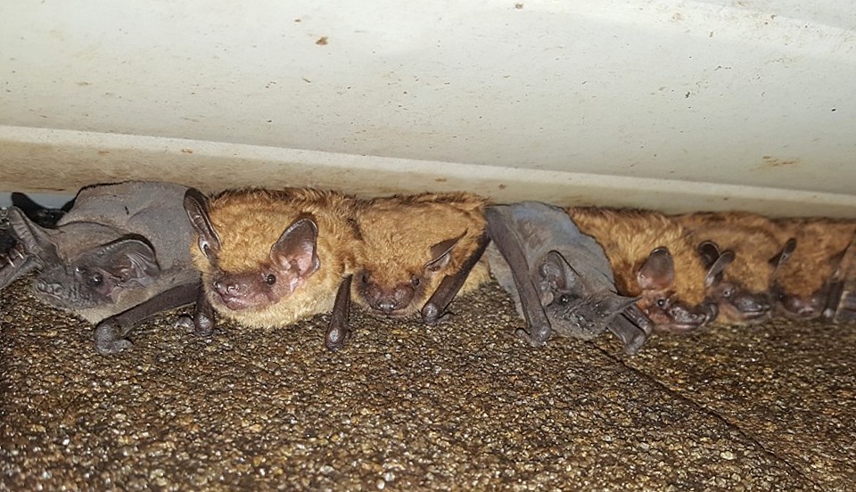 bats under attic